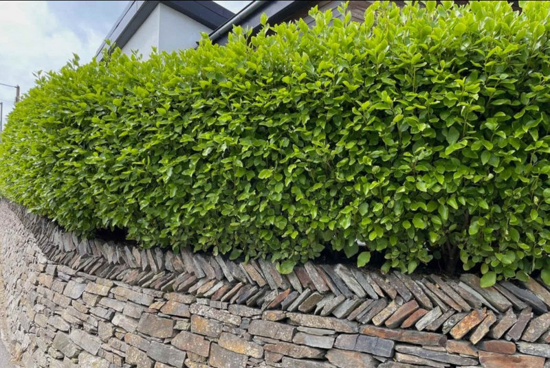 Foliage image accompanying the Griselinia listing