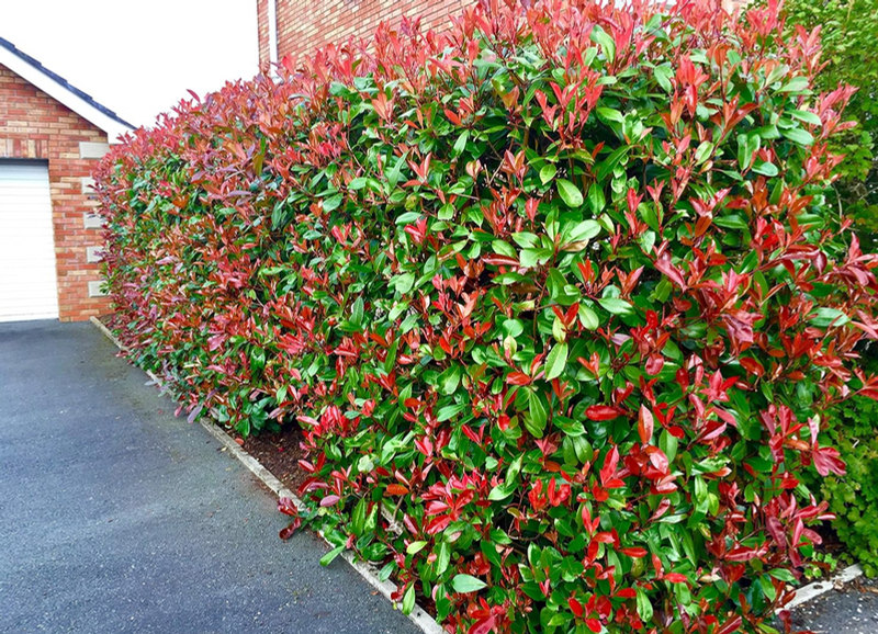 Foliage image accompanying the Photinia Red Robin listing