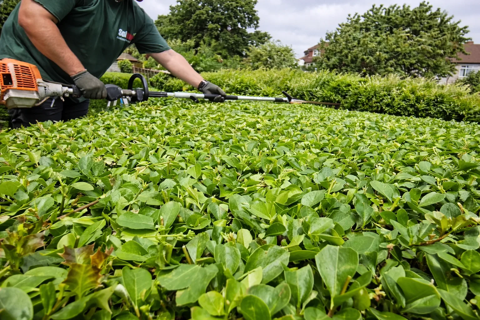 Gardener cutting a lush green hedge.
